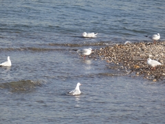 Chroicocephalus ridibundus