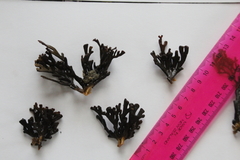 Xiphophora chondrophylla