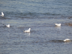 Chroicocephalus ridibundus