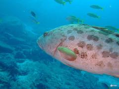Epinephelus tukula