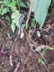 Igneocnemis atripes