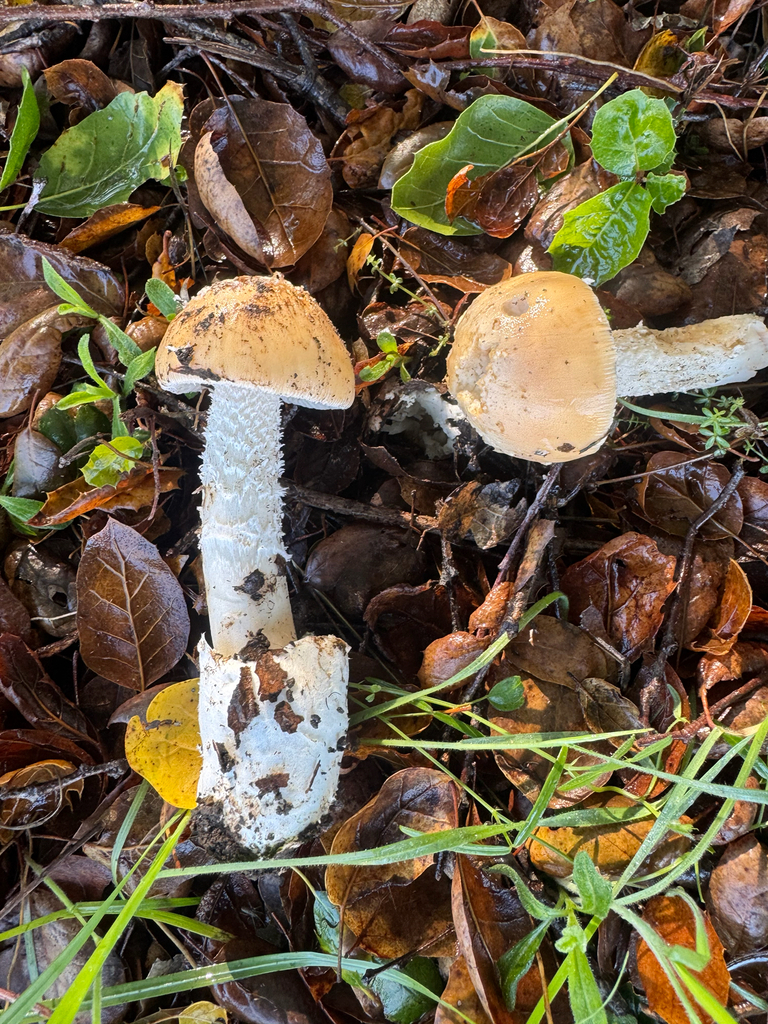 Amanita velosa · December 2025 · photo: © travis566 (iNaturalist, cc-by)