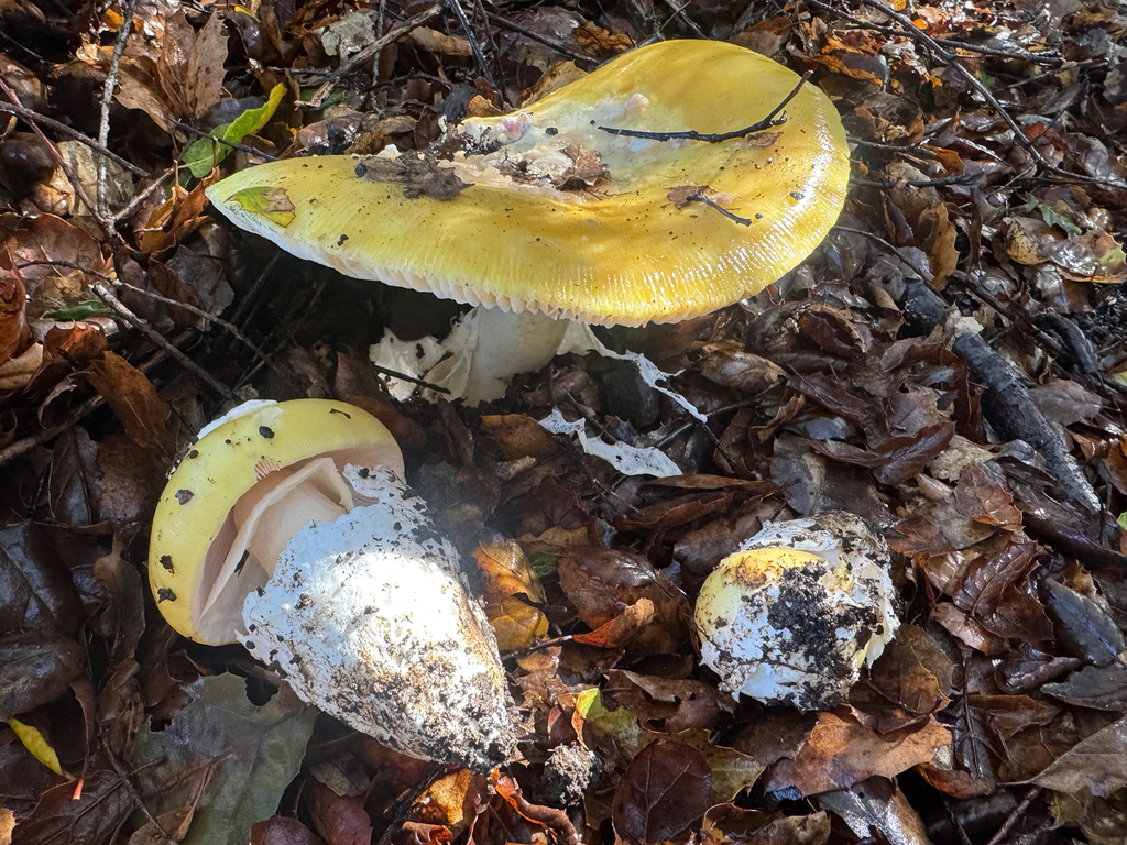 Amanita vernicoccora · December 2025 · photo: © travis566 (iNaturalist, cc-by)