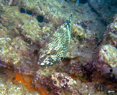 Epinephelus stoliczkae