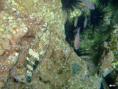 Epinephelus stoliczkae