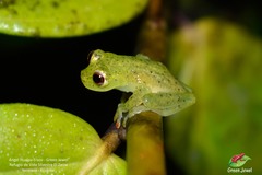 Chimerella mariaelenae