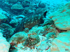 Epinephelus coeruleopunctatus