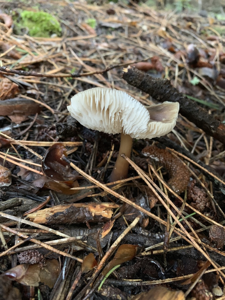 Rhodocollybia asema · December 2025 · photo: © manuela9012 (iNaturalist, cc-by)