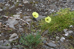Papaver pulvinatum