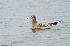 Larus atlanticus