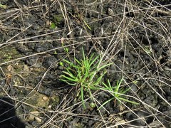 Phemeranthus parviflorus