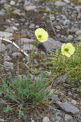 Papaver pulvinatum