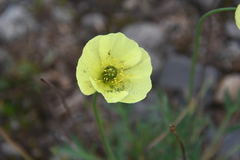 Papaver pulvinatum