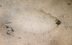 Pseudorhombus jenynsii