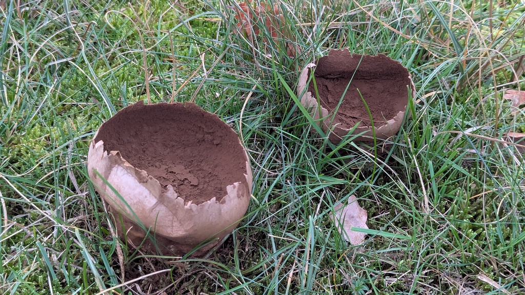Lycoperdon utriforme · December 2025 · photo: © rudolphous (iNaturalist, cc-by)