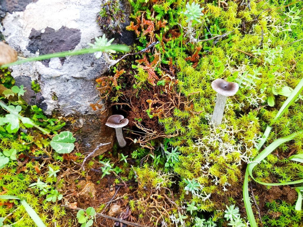 Pseudoclitocybe cyathiformis · December 2025 · photo: © geoexplorers (iNaturalist, cc-by-nc)