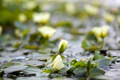 Hydrocleys nymphoides