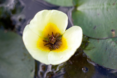 Hydrocleys nymphoides