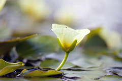 Hydrocleys nymphoides