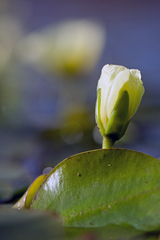 Hydrocleys nymphoides