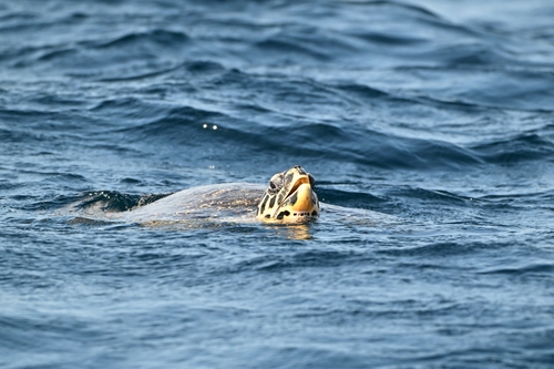 Eretmochelys imbricata
