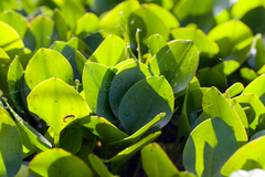 Hydrocleys nymphoides