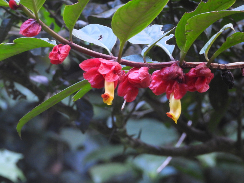 Drymonia coccinea; photograph author not stated, no rights reserved