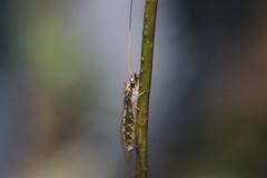Ameropterus