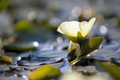 Hydrocleys nymphoides