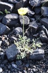Papaver pulvinatum