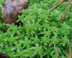 Sphagnum Moss (Sphagnum fallax)