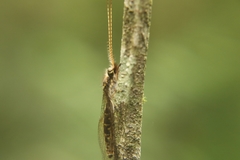 Ameropterus