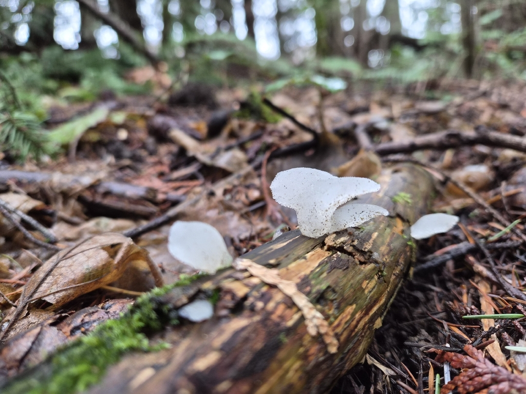 Pseudohydnum gelatinosum · December 2025 · photo: © erinruark (iNaturalist, cc0)