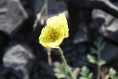 Papaver pulvinatum
