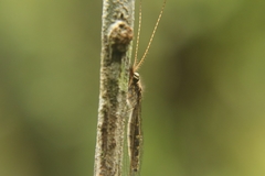 Ameropterus