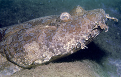 Orectolobus halei