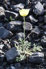 Papaver pulvinatum