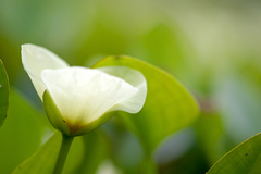 Hydrocleys nymphoides