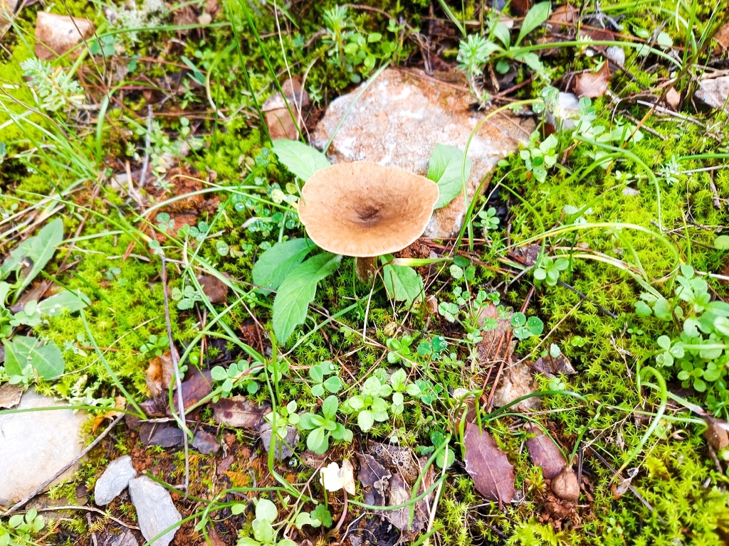 Infundibulicybe mediterranea