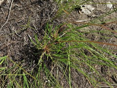 Phemeranthus calcaricus