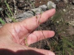 Phemeranthus calcaricus