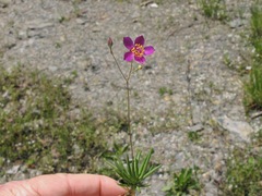 Phemeranthus calcaricus