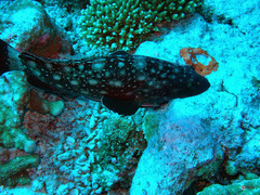 Epinephelus coeruleopunctatus