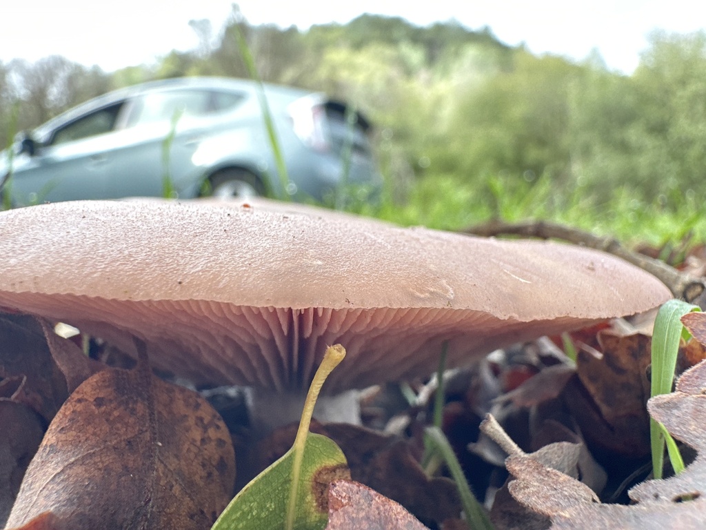 Collybia nuda · December 2025 · photo: © tlaloc27 (iNaturalist, cc-by)