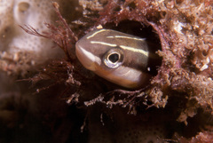 Piano Fangblenny photo 5