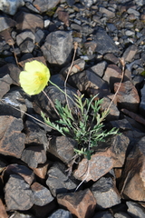 Papaver pulvinatum