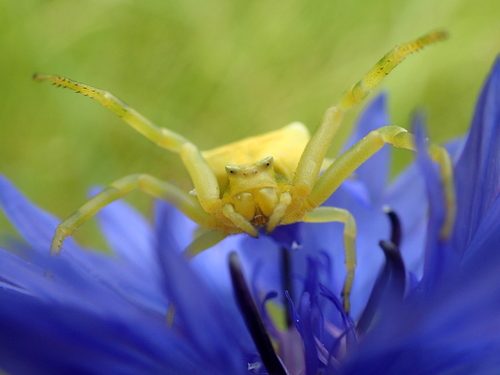 Heather crab spider