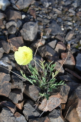 Papaver pulvinatum