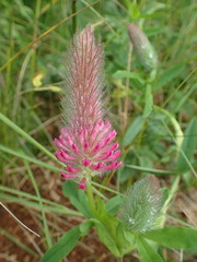Trifolium rubens