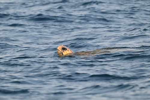 Caretta caretta